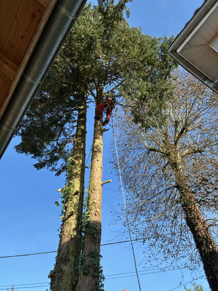 Sylvain Jarrix Ambert Paysage Paysagiste Elagage Jardin Tente Travaux Livradois Forez Marsac-en-livradois Arlanc 
